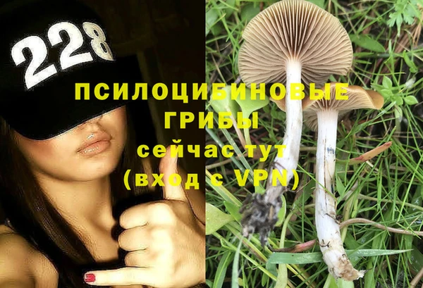 шишки Новодвинск